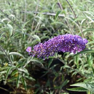 Buddleja davidii Nanho Blue ('Mongo') 60-80 cm